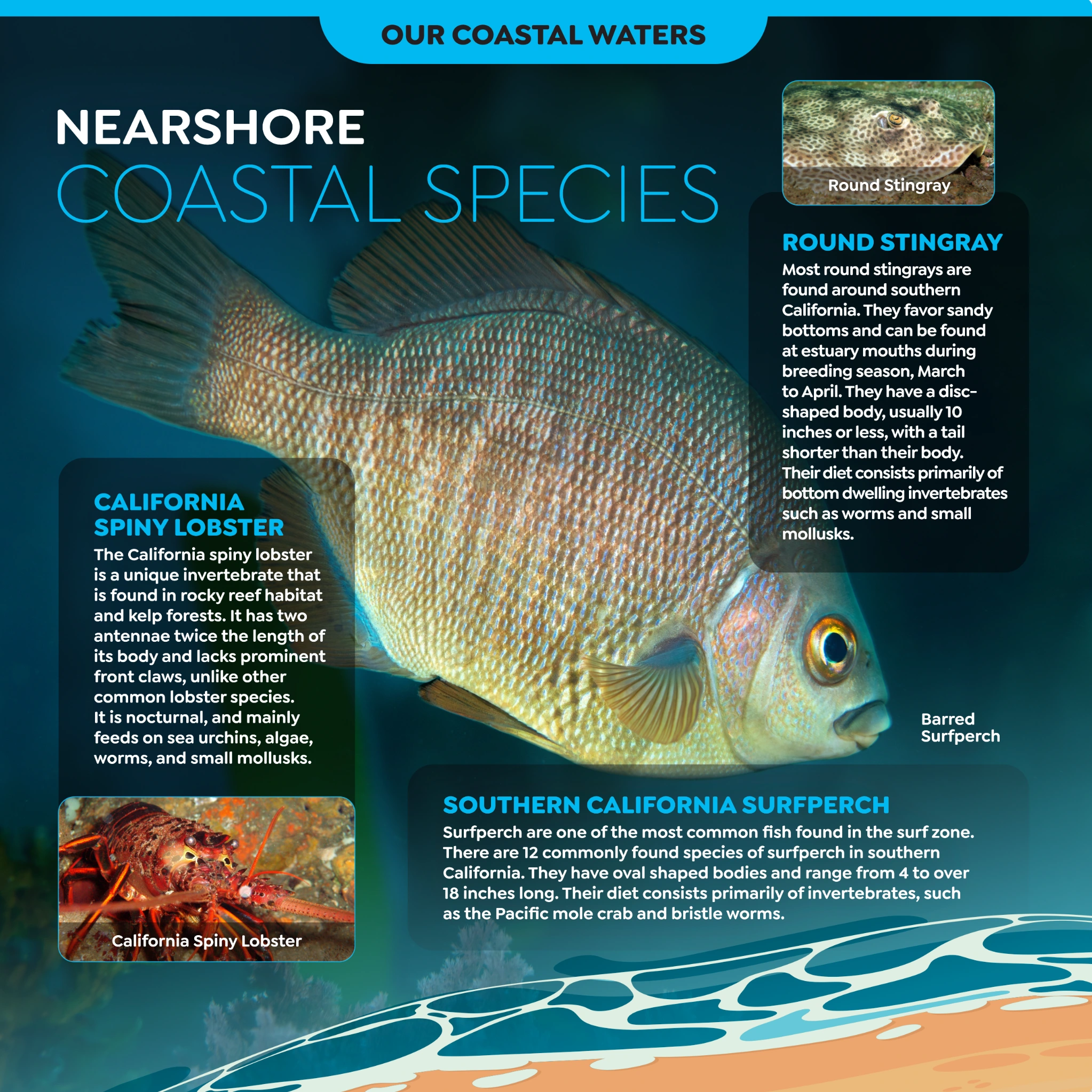 Original Arroyo Burro panel artwork: Nearshore Coastal Species