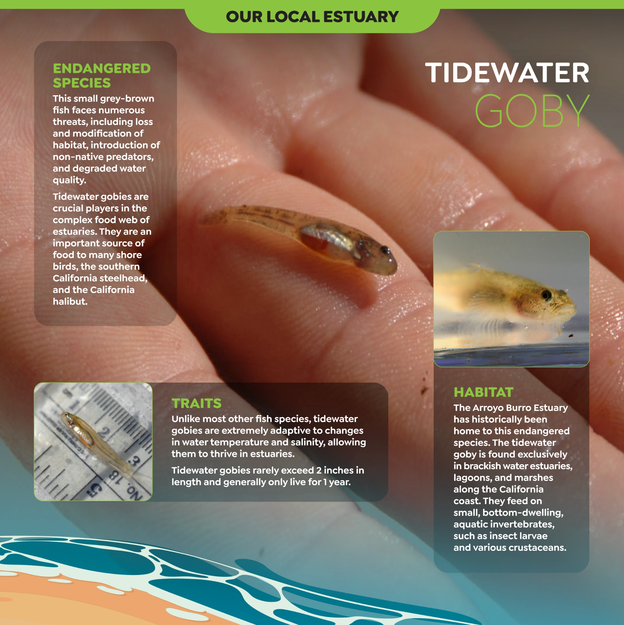 Original Arroyo Burro panel artwork: Tidewater Goby