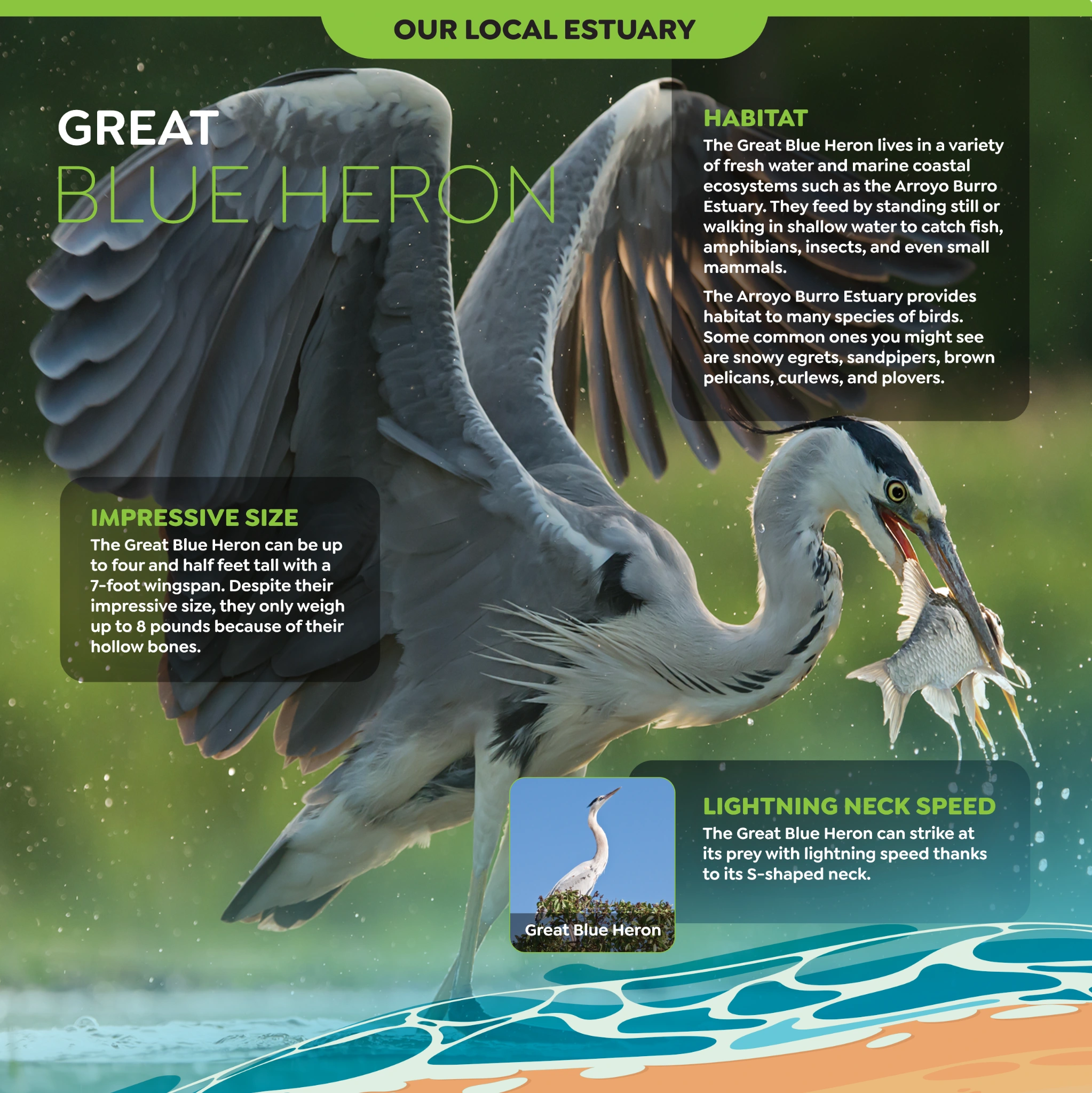 Original Arroyo Burro panel artwork: Great Blue Heron