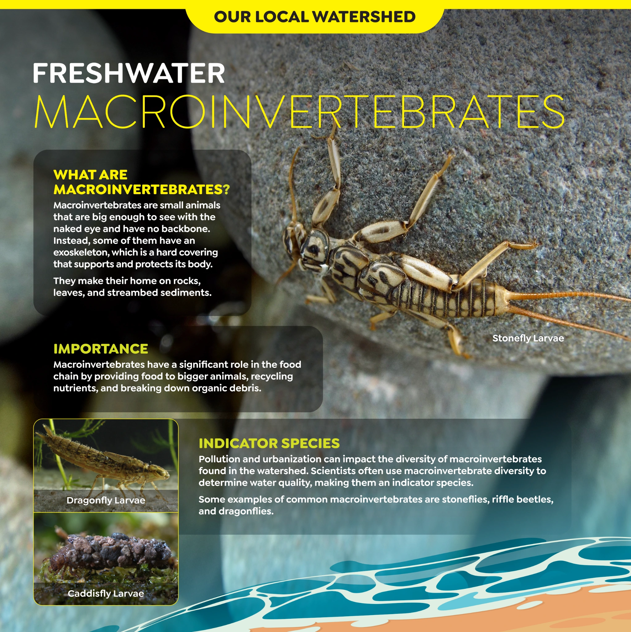 Original Arroyo Burro panel artwork: Freshwater Macroinvertebrates