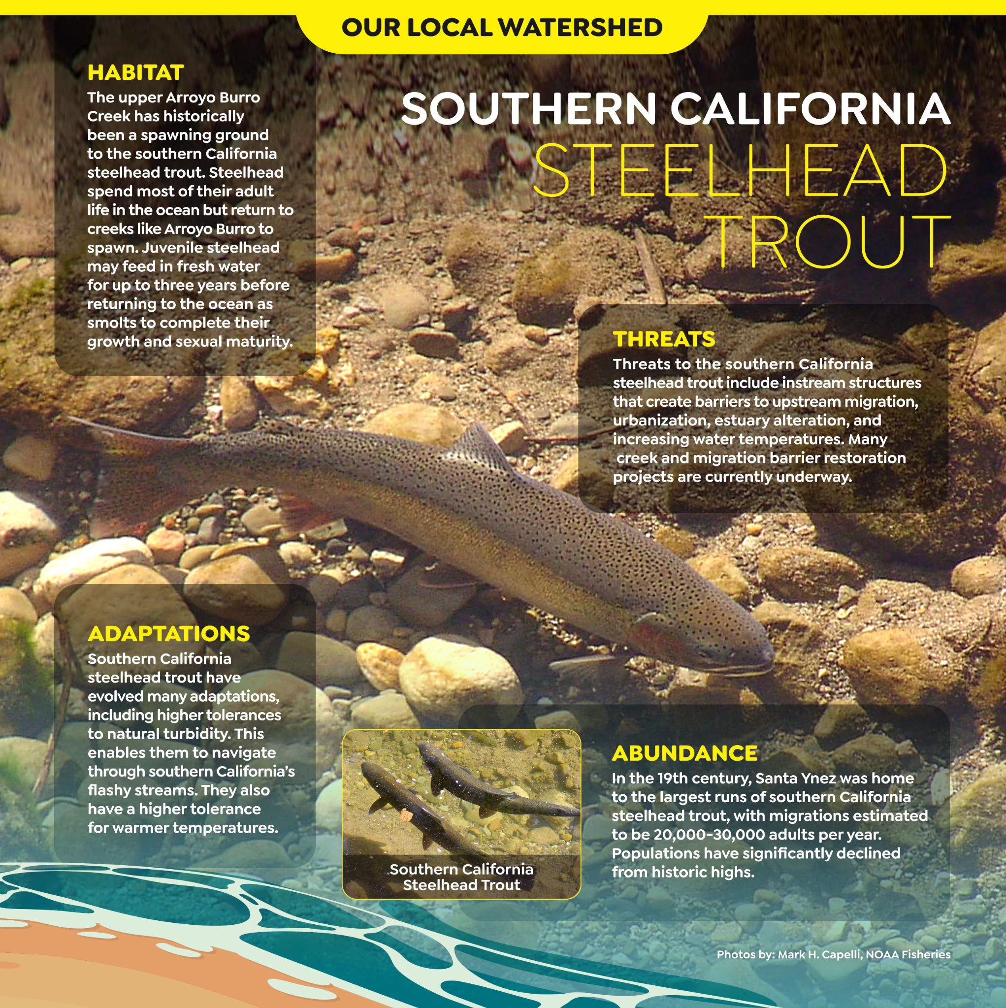 Original Arroyo Burro panel artwork: Southern California Steelhead Trout