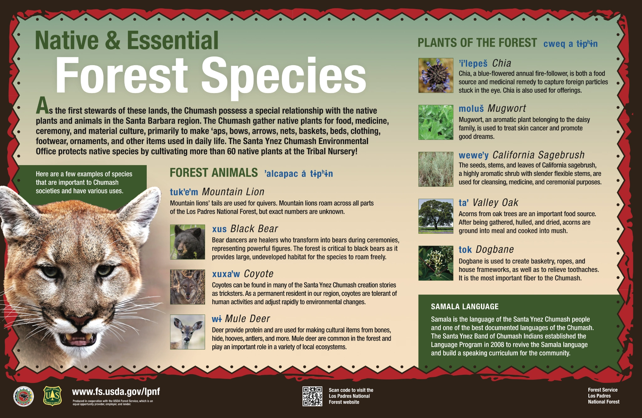 Original interpretive artwork: Native & Essential Forest Species — Plants, animals & Samala language