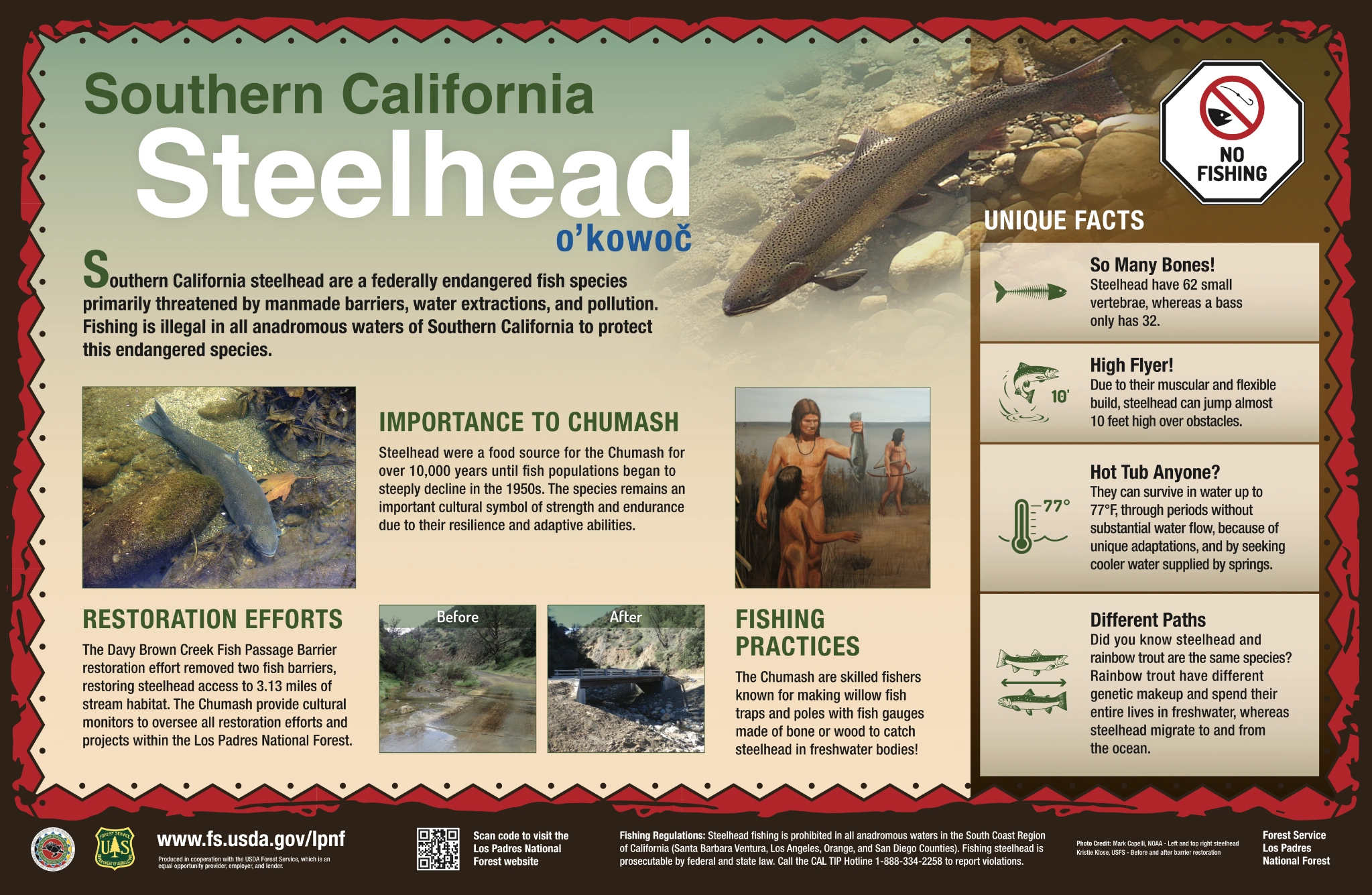 Original interpretive artwork: Southern California Steelhead — Cultural connections & conservation