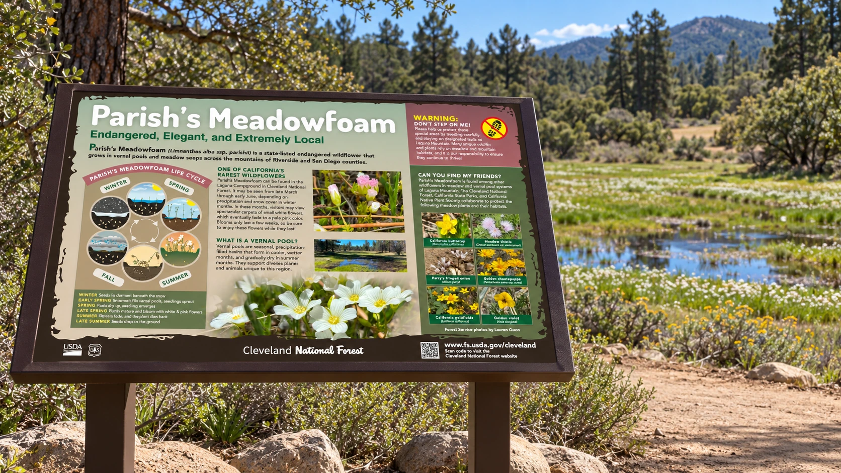 Parish’s Meadowfoam panel visualized beside a Cleveland National Forest-style meadow trail