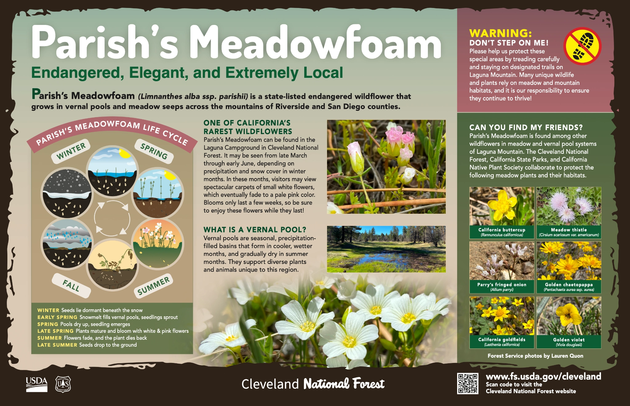 Original Cleveland National Forest artwork: Parish’s Meadowfoam — Endangered, Elegant, and Extremely Local