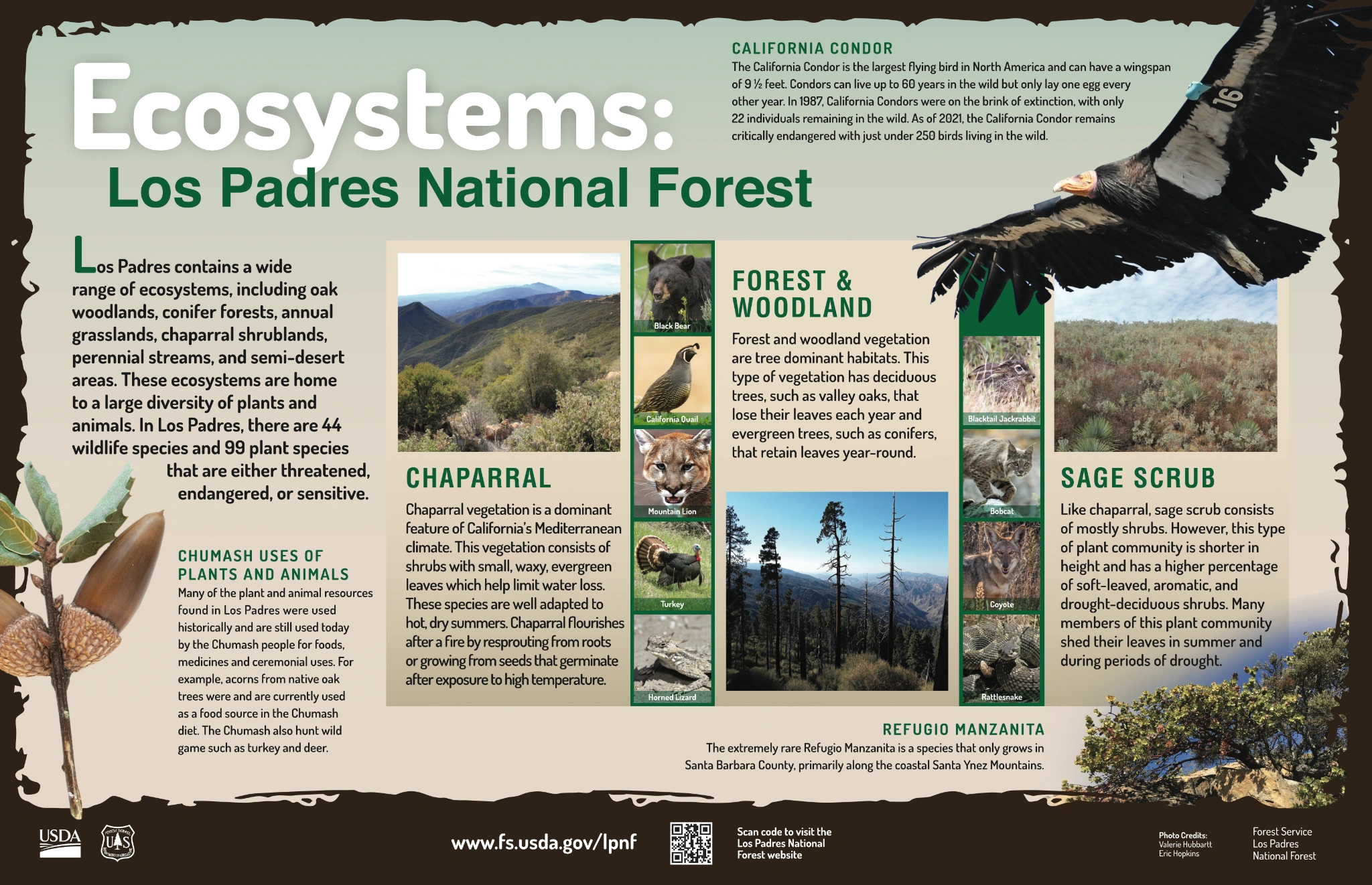 Original Los Padres artwork: Ecosystems — Los Padres National Forest
