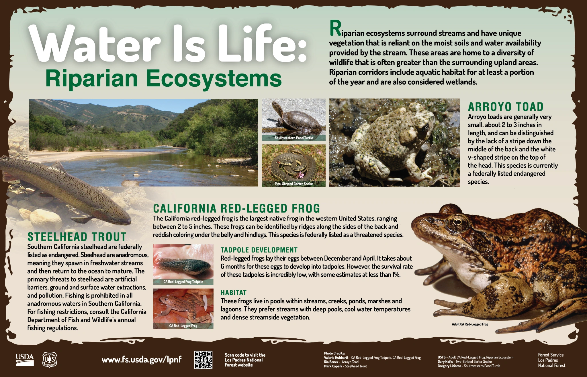Original Los Padres artwork: Water Is Life — Riparian Ecosystems